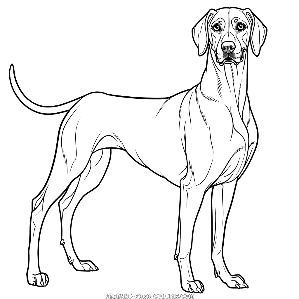 Desenho de cão da raça rhodesian ridgeback para colorir