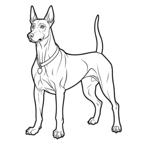 Desenho de cão doberman pinscher para colorir