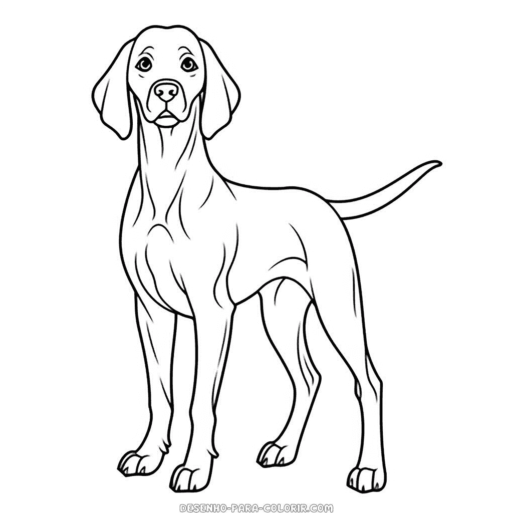 Desenho de cão weimaraner para colorir