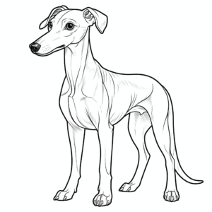 Desenho de cão whippet para colorir