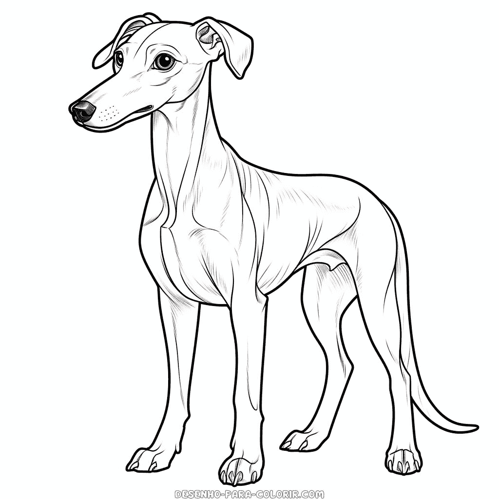 Desenho de cão whippet para colorir