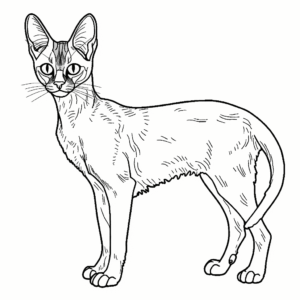 Desenho de gato abissínio para colorir