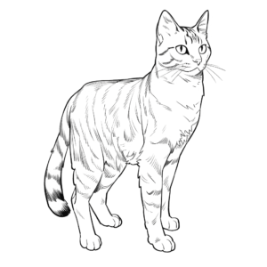 Desenho de gato malhado para colorir