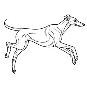 Desenho de greyhound nas corridas para colorir