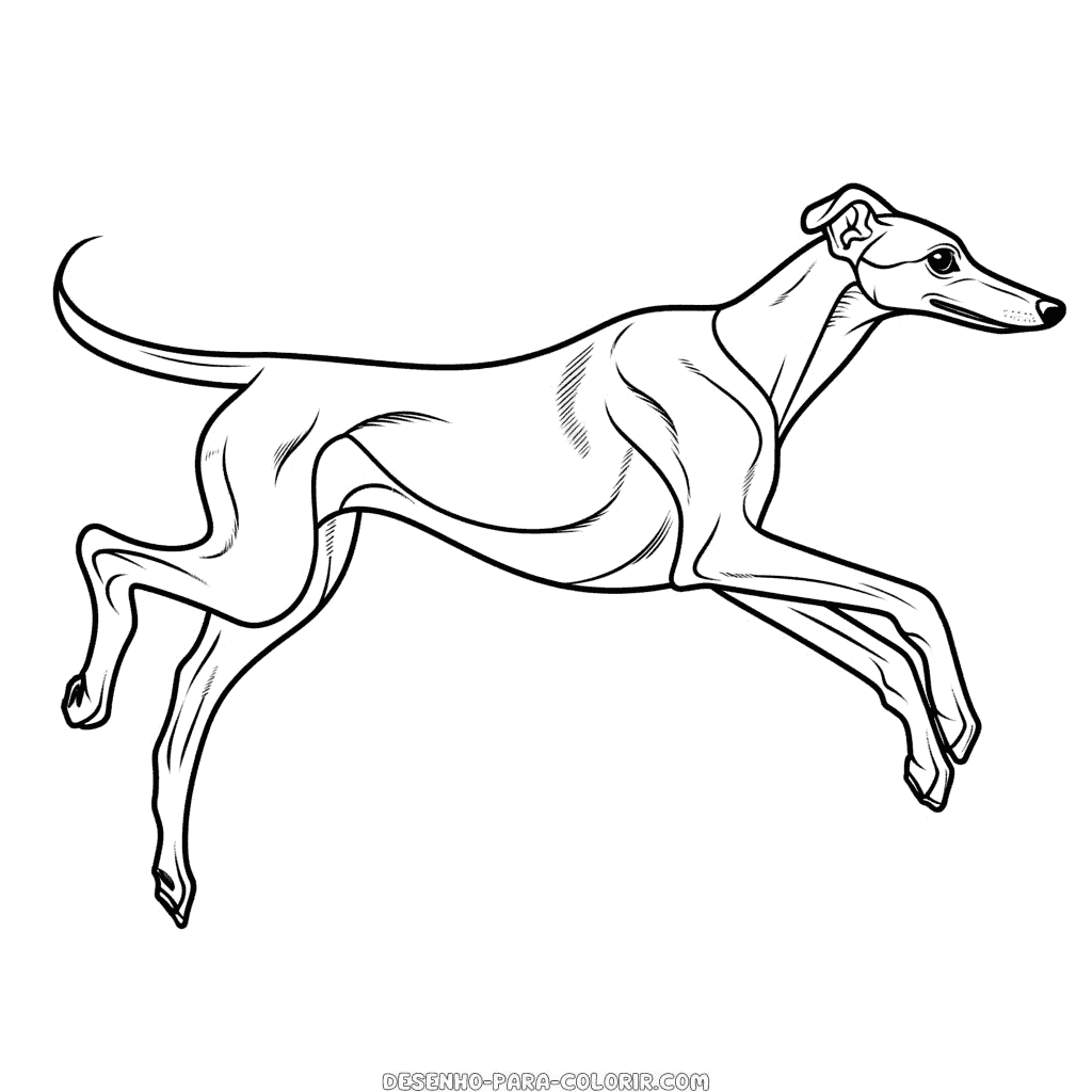 Desenho de greyhound nas corridas para colorir