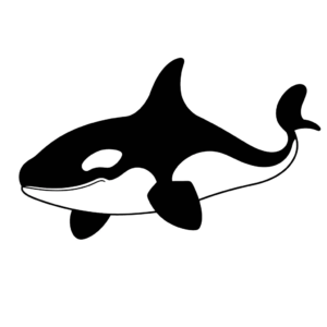 Desenho de orca para colorir