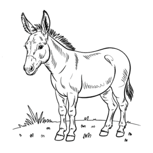 Desenho de Burro Realista para Colorir